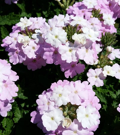 Verbena EnduraScape™ White Blush